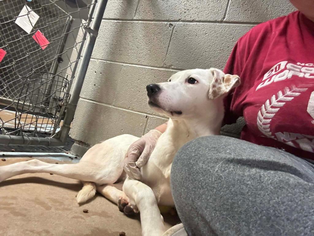 Enlarge Pebbles, a Adoptable Labrador Retriever in Ada, OK image 4/6