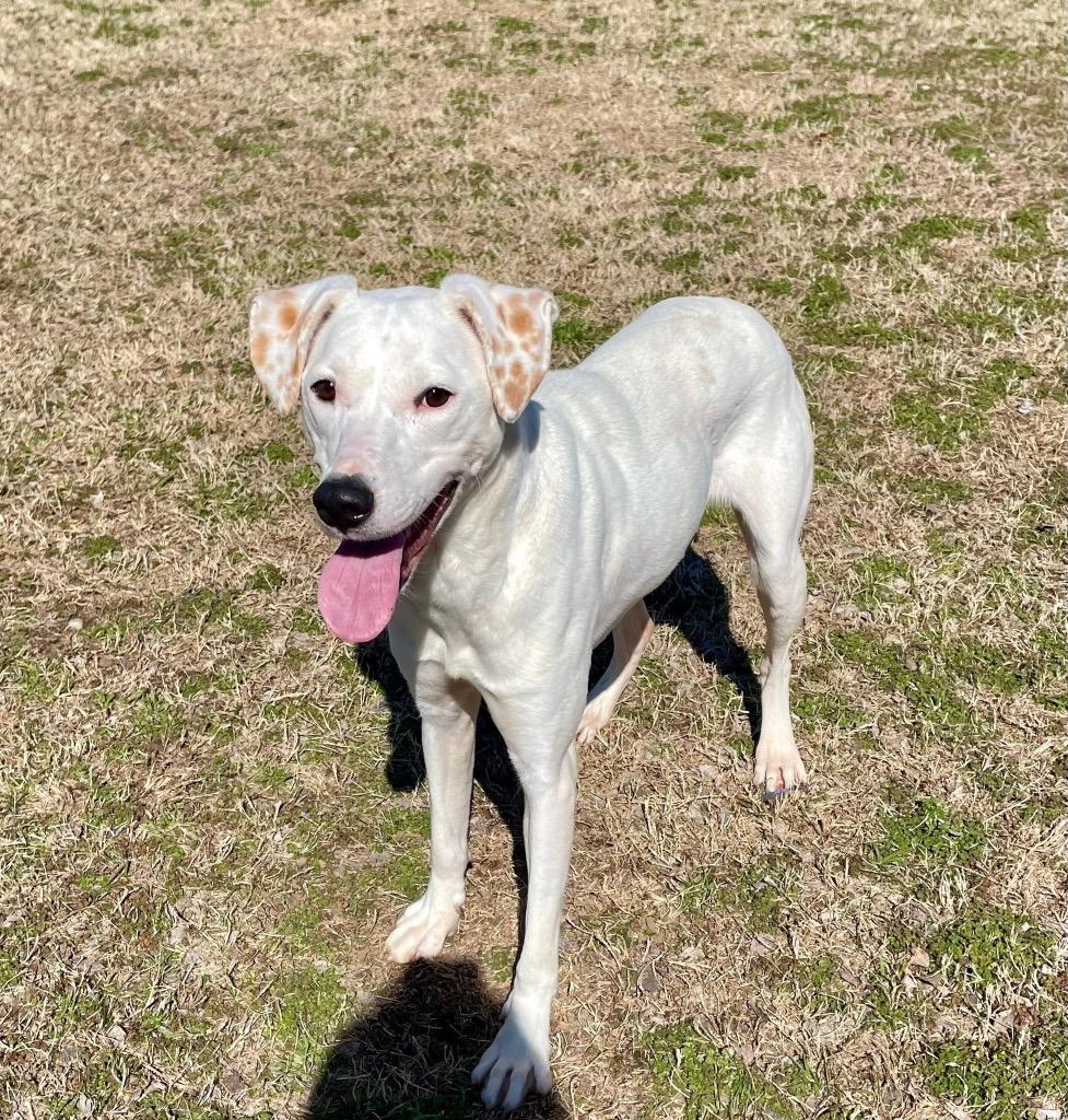 Enlarge Pebbles, a Adoptable Labrador Retriever in Ada, OK image 5/6