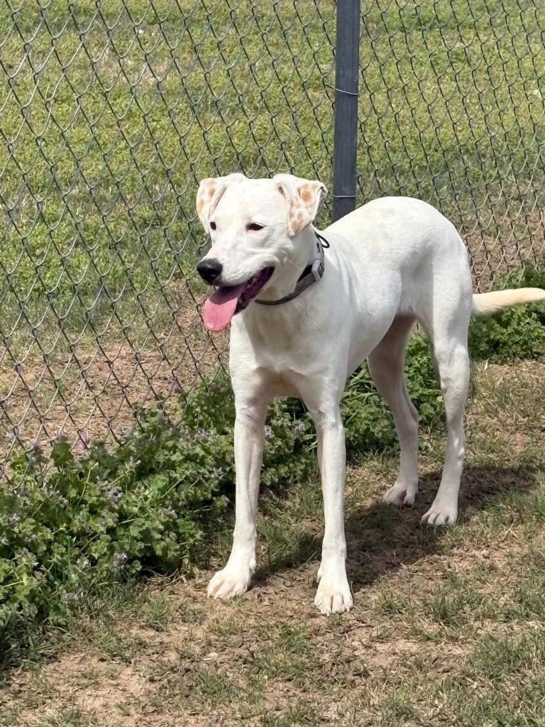 Enlarge Pebbles, a Adoptable Labrador Retriever in Ada, OK image 6/6