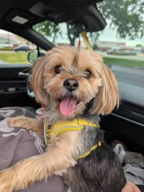 Betty, Adopted, Adult Female Yorkshire Terrier & Shih Tzu.
