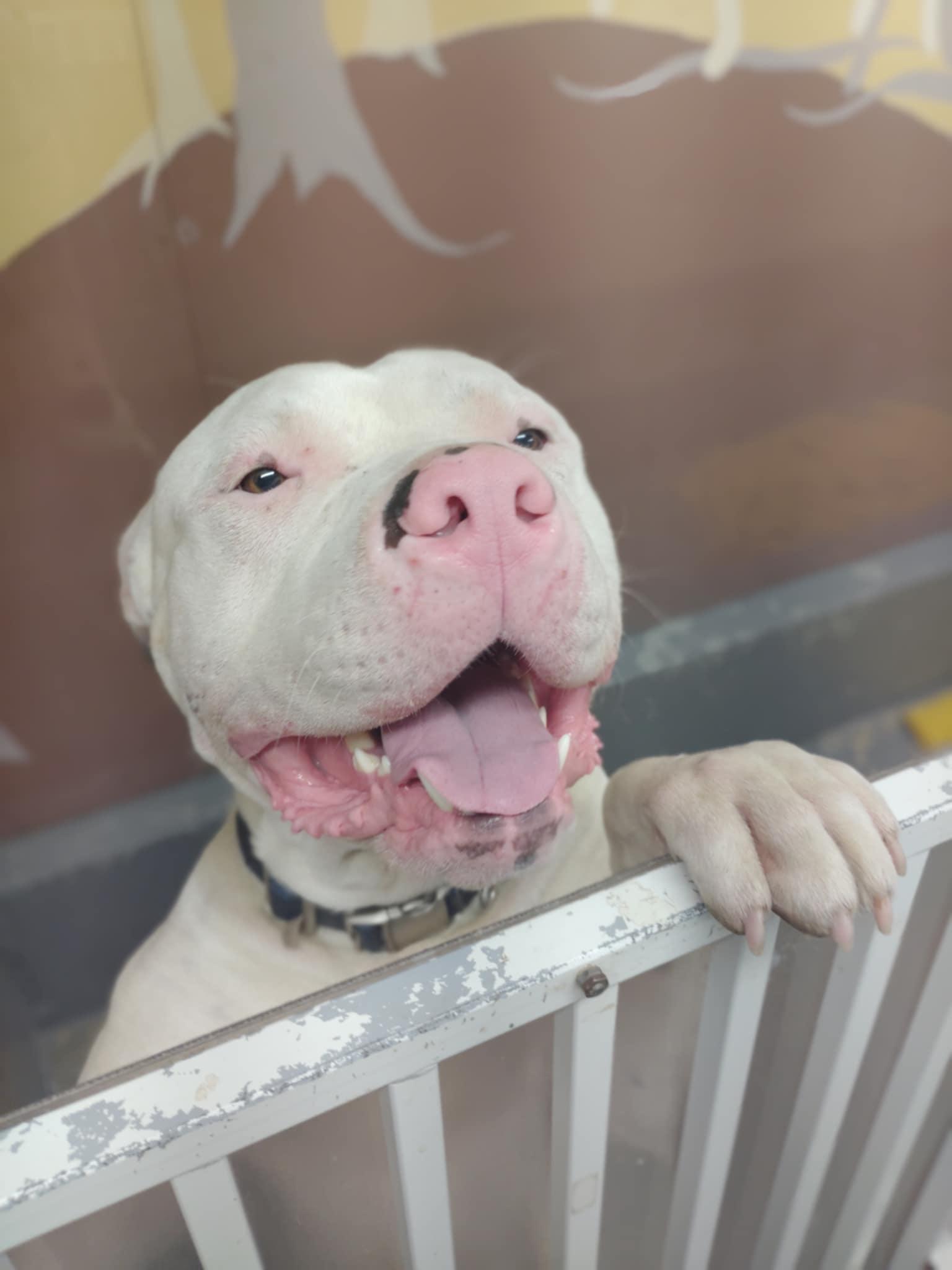 Enlarge Ryder, an adoptable mixed breed in St. Maries, ID image 1/5