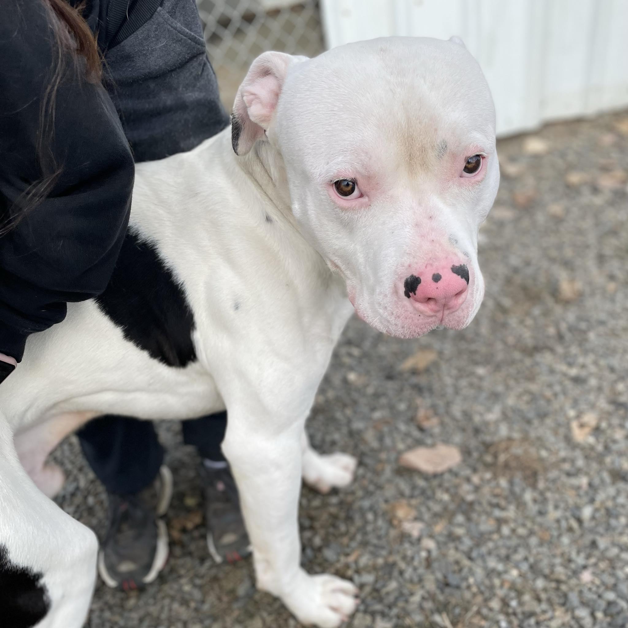 Enlarge Ryder, an adoptable mixed breed in St. Maries, ID image 2/5