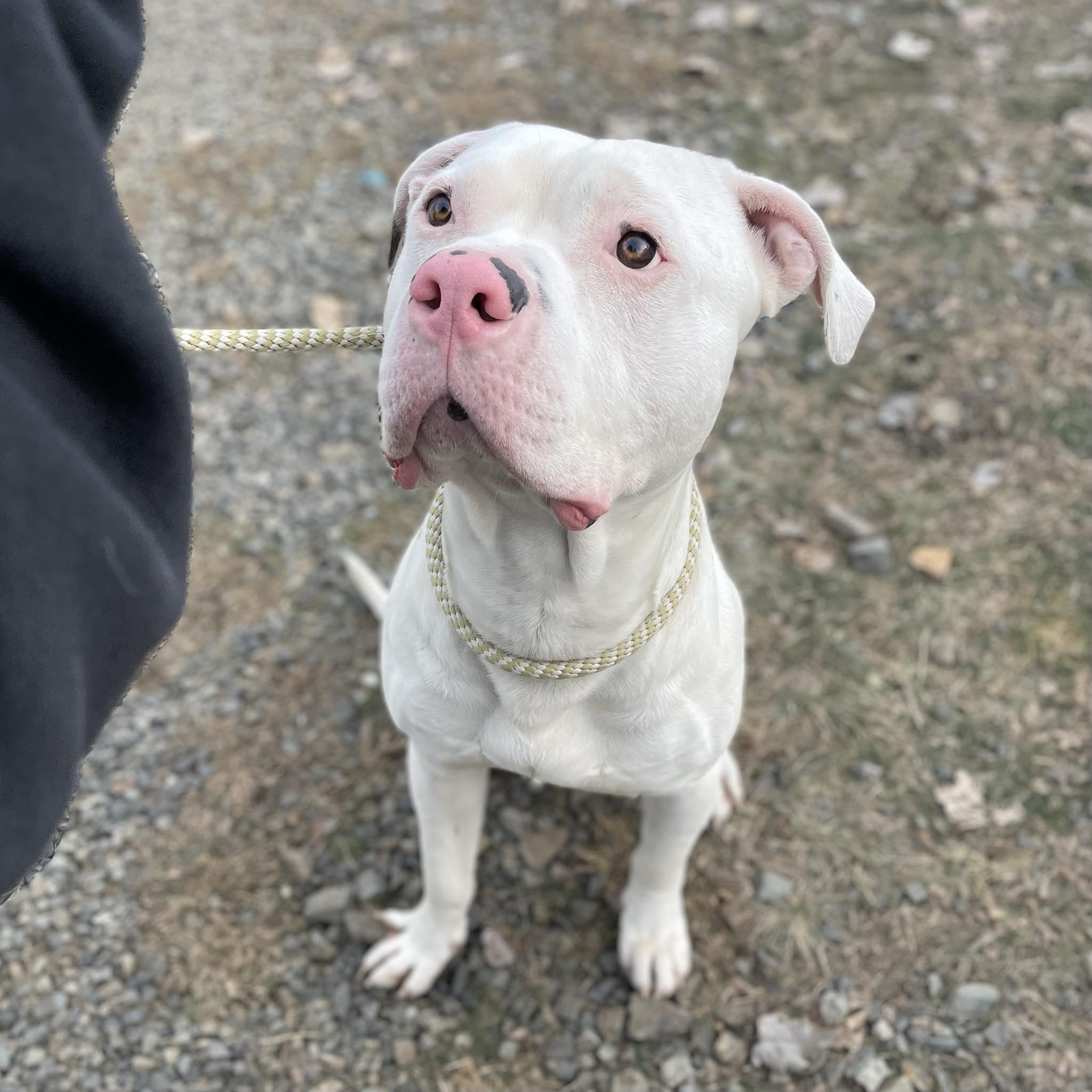 Enlarge Ryder, an adoptable mixed breed in St. Maries, ID image 3/5