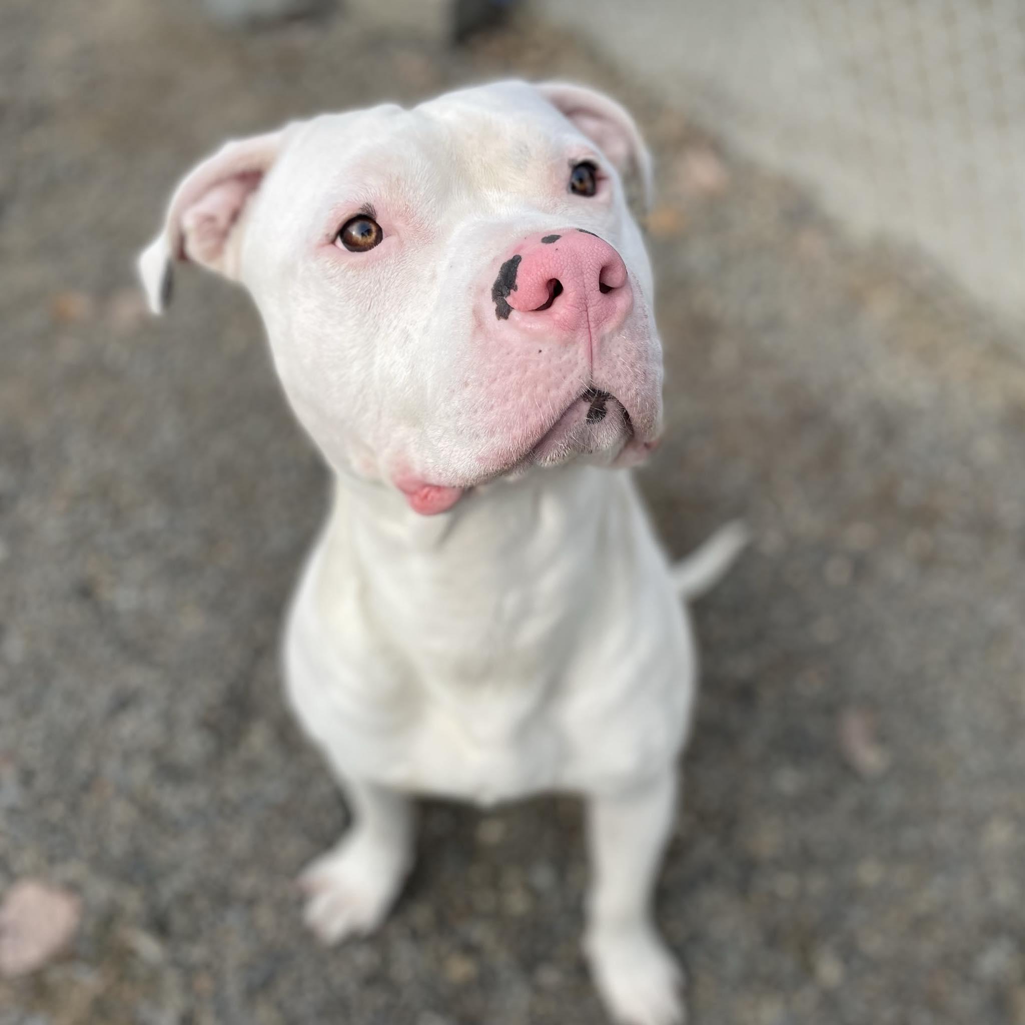 Enlarge Ryder, an adoptable mixed breed in St. Maries, ID image 4/5