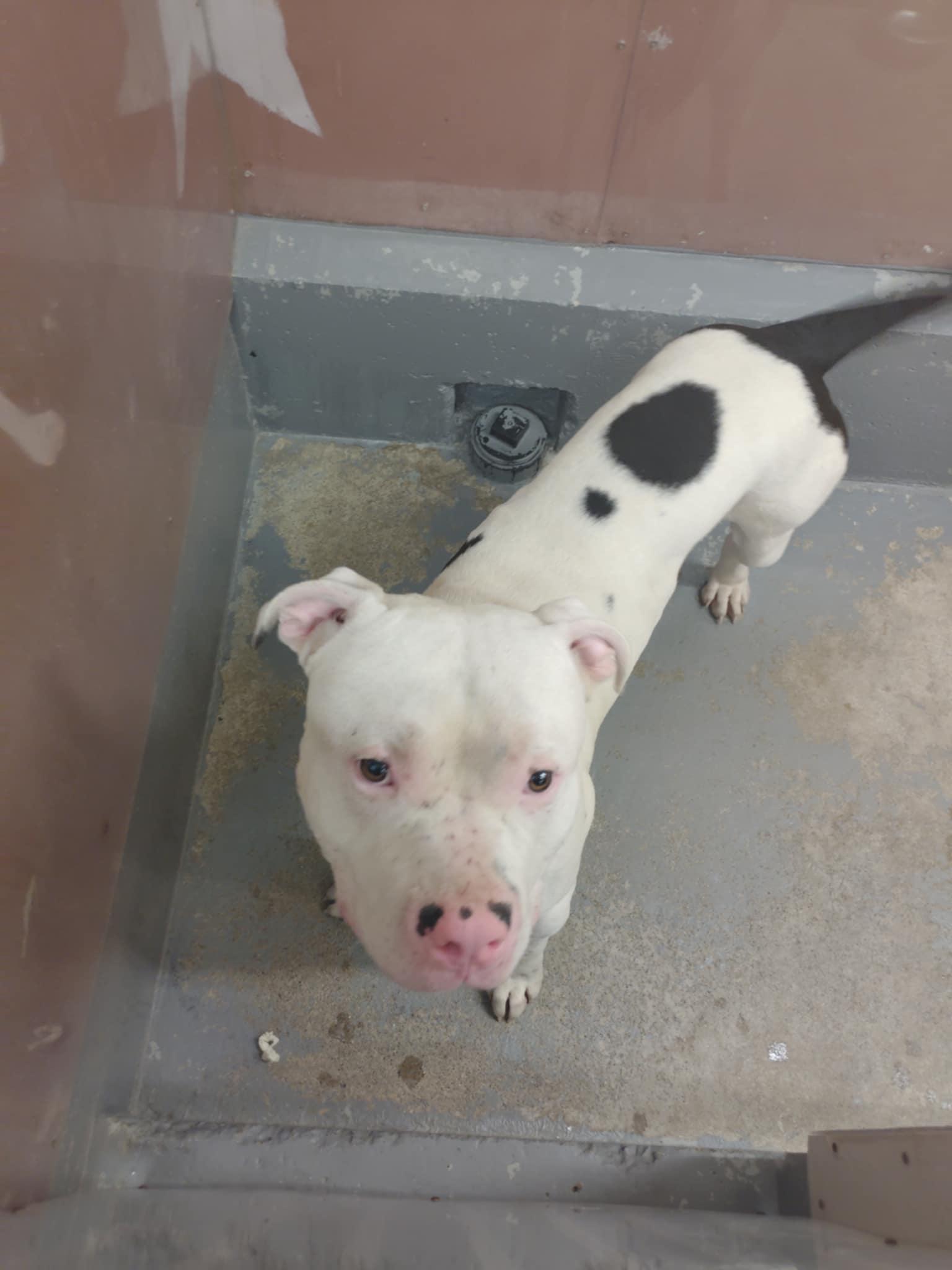 Enlarge Ryder, an adoptable mixed breed in St. Maries, ID image 5/5