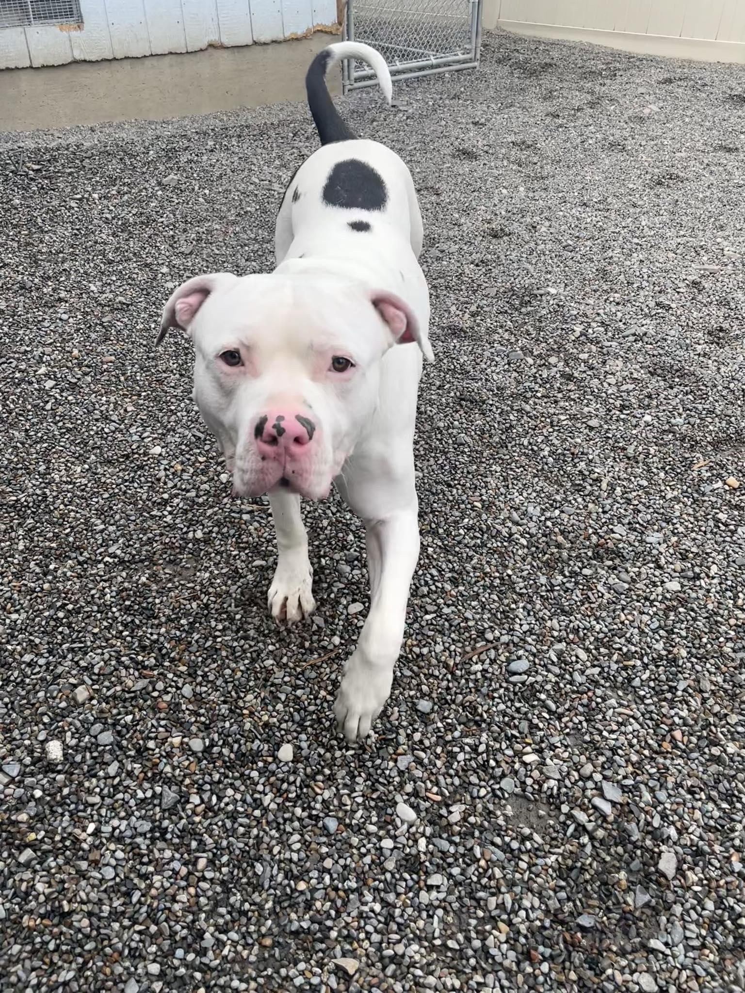 Enlarge Ryder, an adoptable mixed breed in St. Maries, ID image 3/5