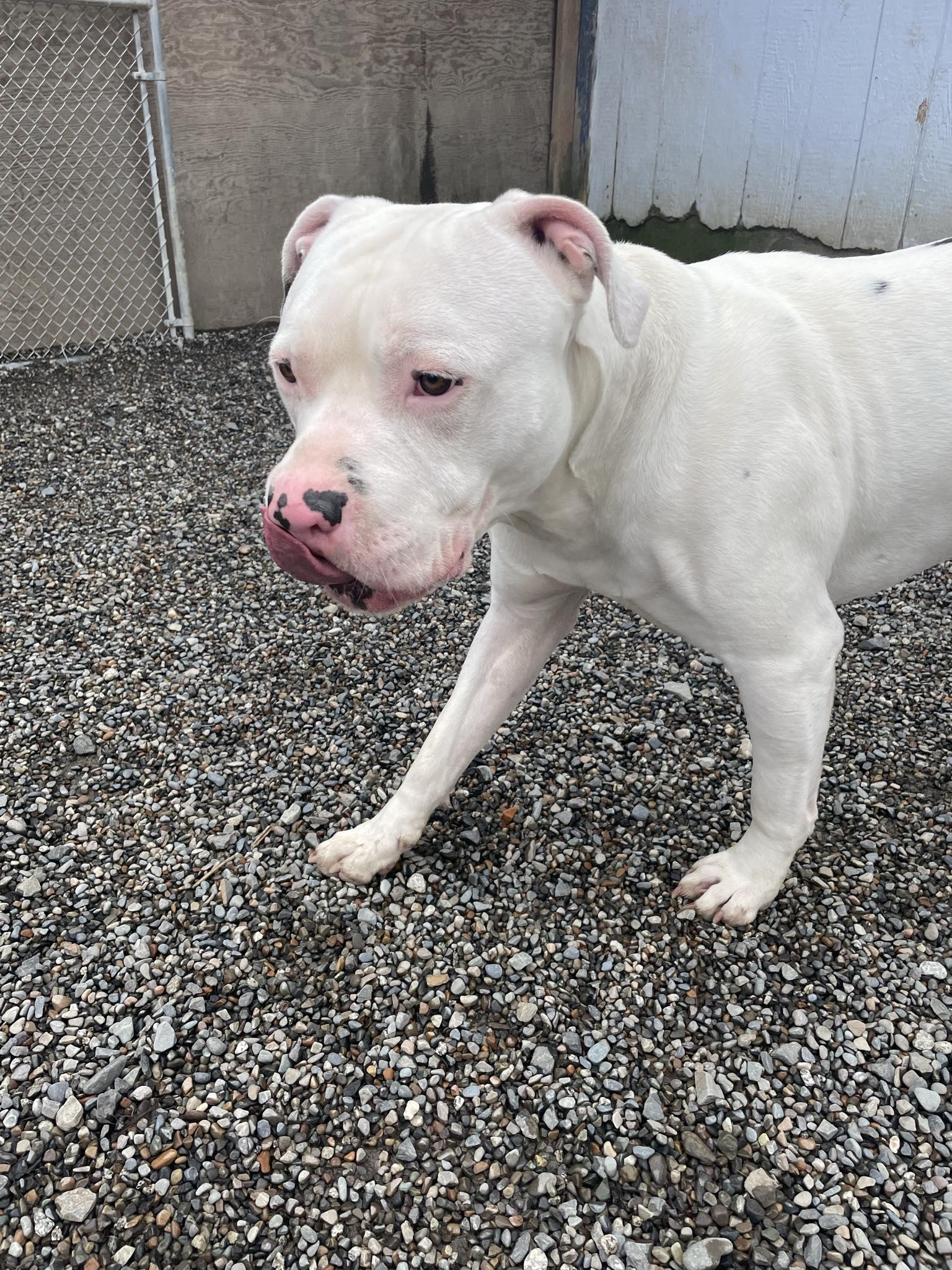 Enlarge Ryder, an adoptable mixed breed in St. Maries, ID image 4/5