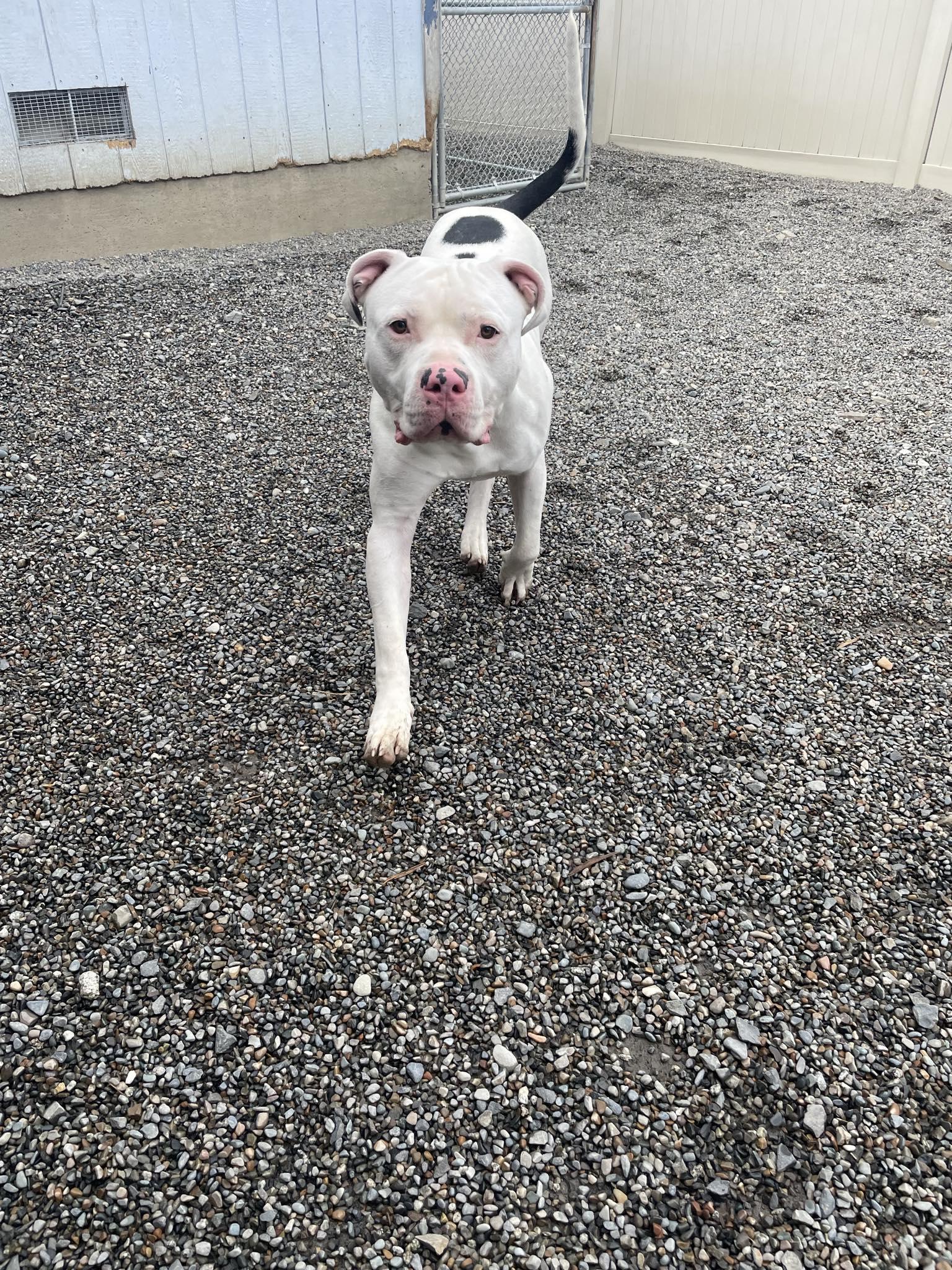 Enlarge Ryder, an adoptable mixed breed in St. Maries, ID image 5/5