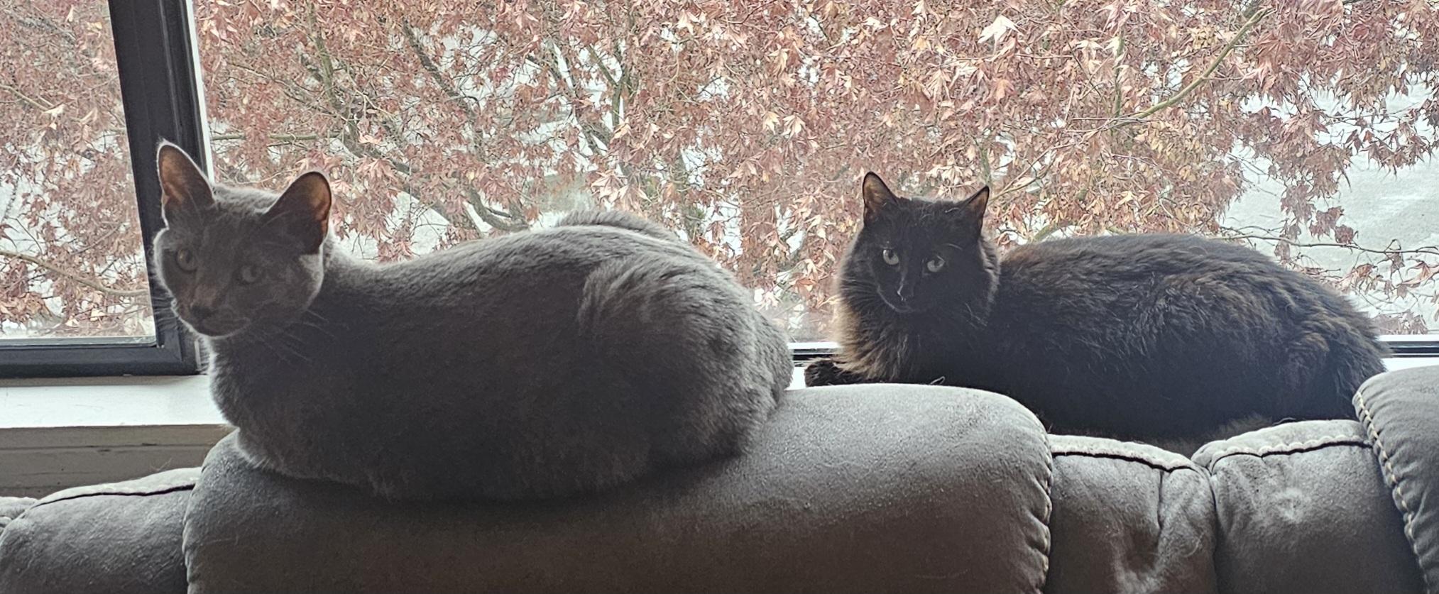 Enlarge Cloud and Star, a ADOPTABLE Domestic Short Hair in Everett, WA image 2/6