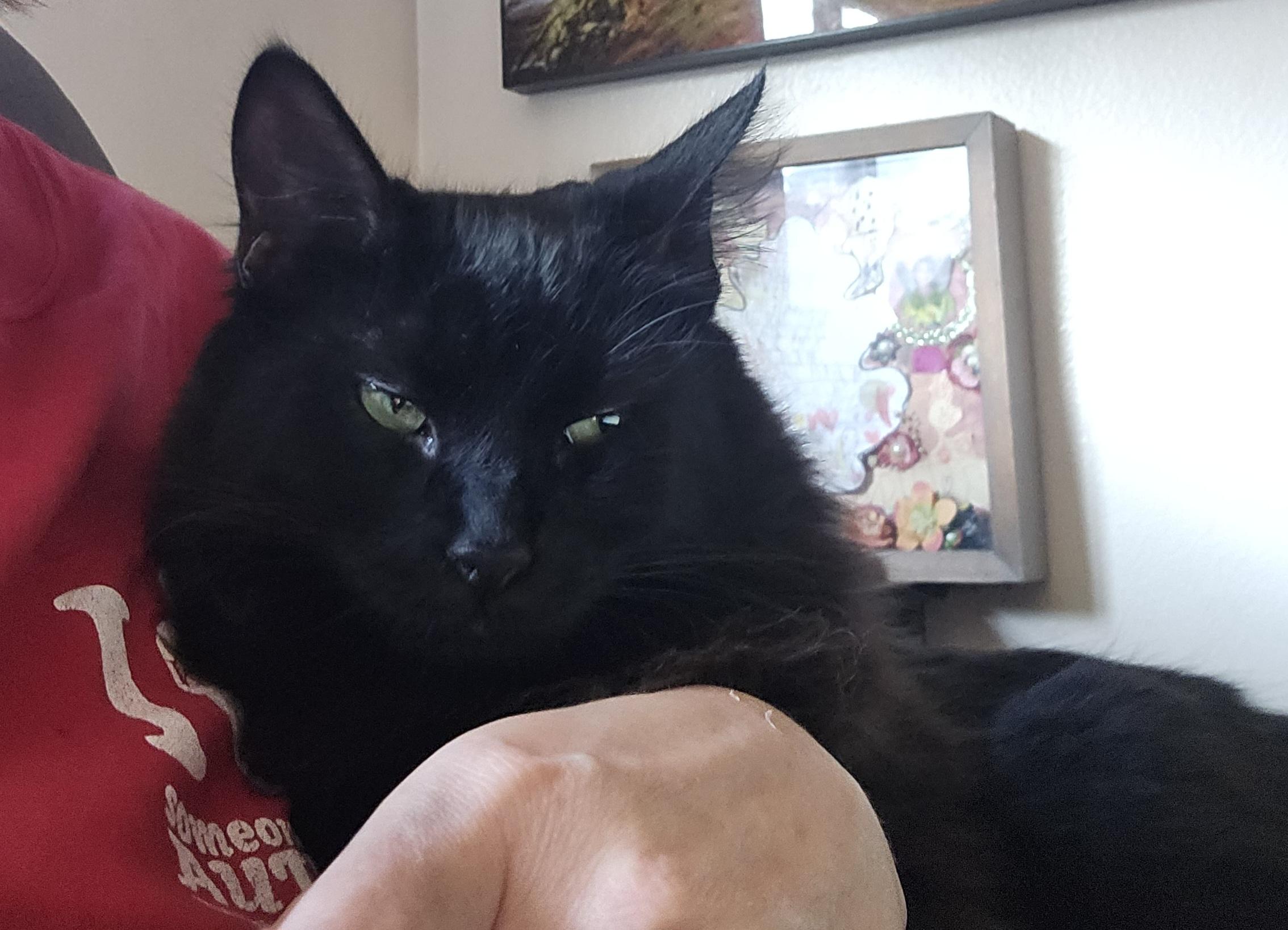 Enlarge Cloud and Star, a ADOPTABLE Domestic Short Hair in Everett, WA image 3/6