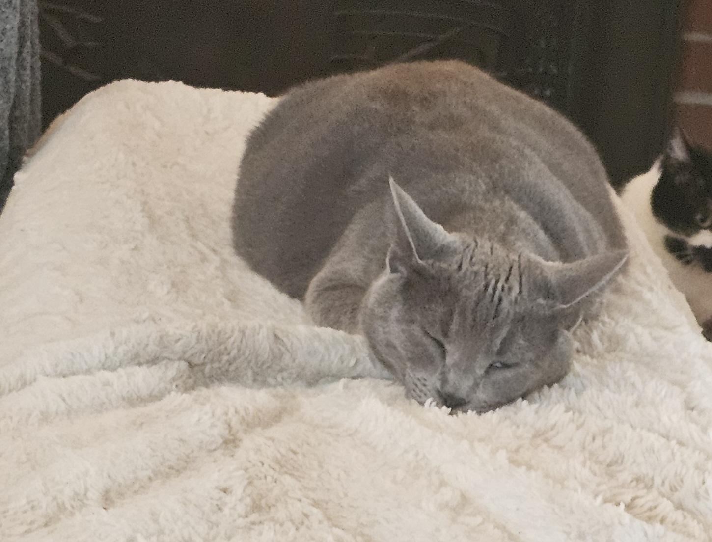 Enlarge Cloud and Star, a ADOPTABLE Domestic Short Hair in Everett, WA image 4/6