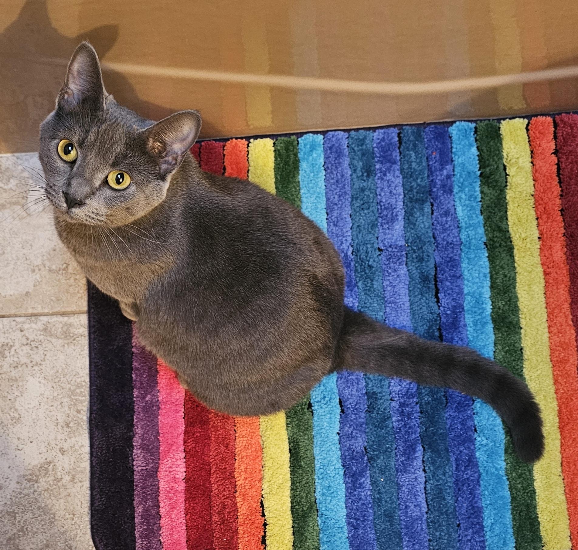 Enlarge Cloud and Star, a ADOPTABLE Domestic Short Hair in Everett, WA image 1/6