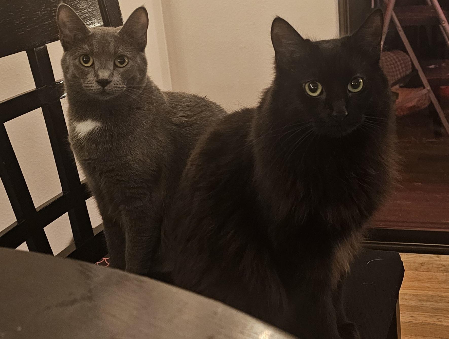 Enlarge Cloud and Star, a ADOPTABLE Domestic Short Hair in Everett, WA image 5/6