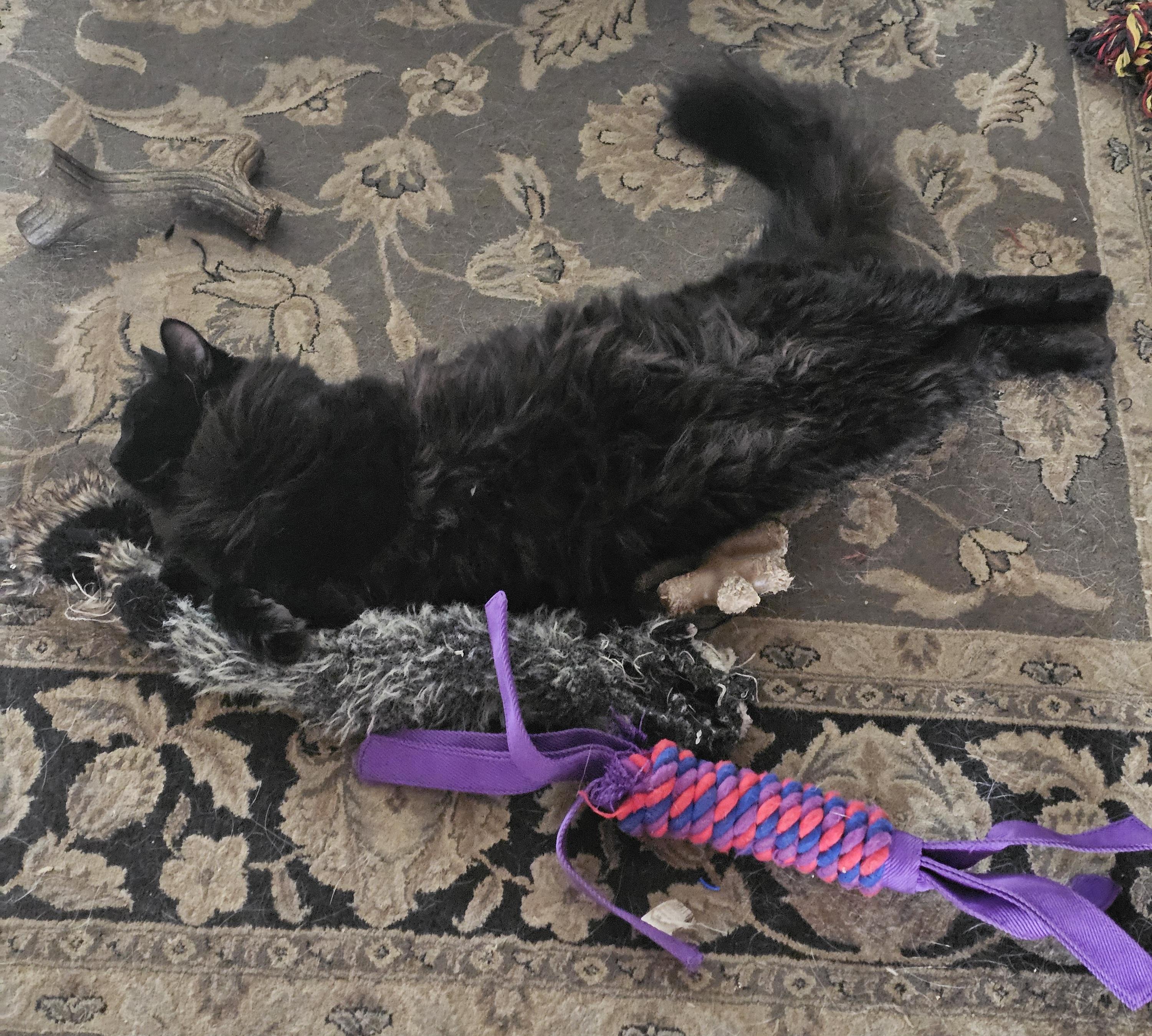 Enlarge Cloud and Star, a ADOPTABLE Domestic Short Hair in Everett, WA image 6/6