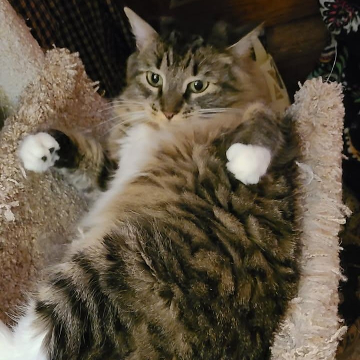 Enlarge Bella, a Adopted Tabby in Bowie, MD image 2/3