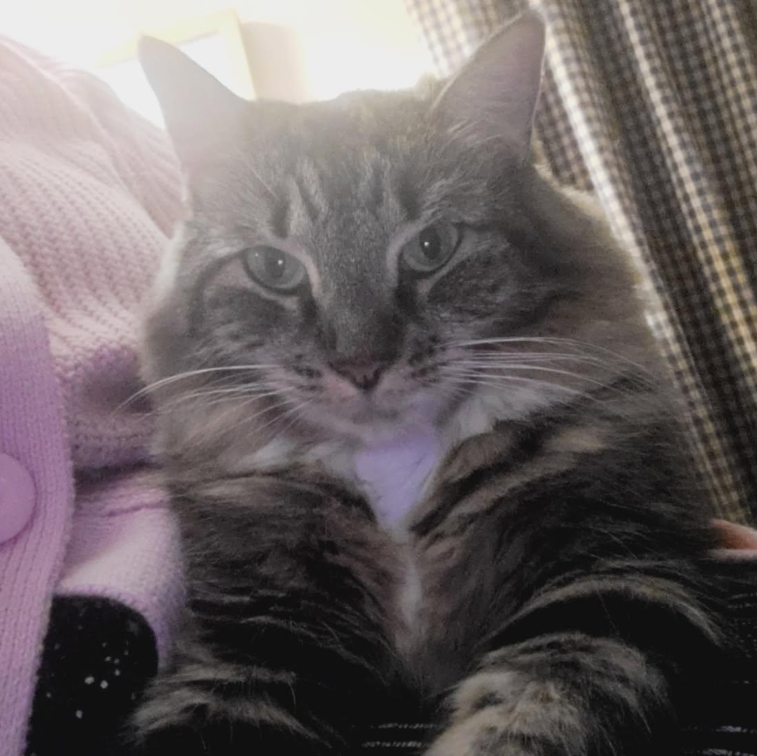 Bella, Adopted, Senior Female Tabby.