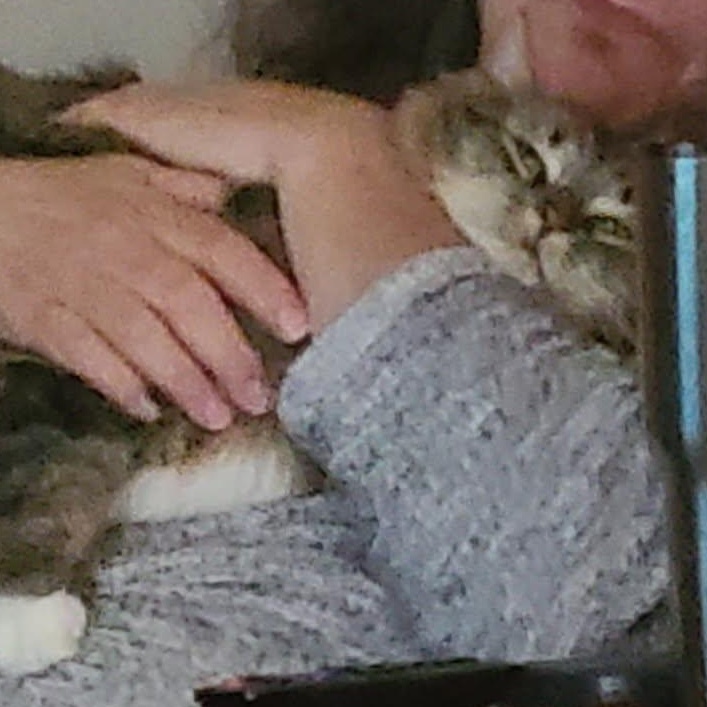 Enlarge Bella, a Adopted Tabby in Bowie, MD image 3/3