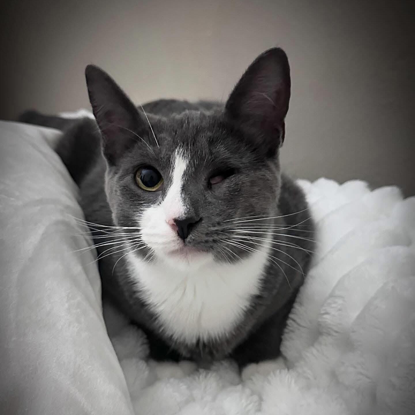 David, Adoptable, Young Male Domestic Short Hair.