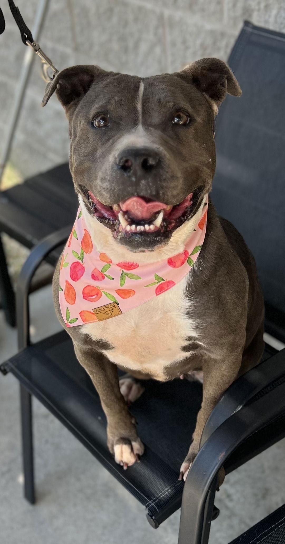 Enlarge Maeve, a Adoptable American Staffordshire Terrier in Staley, NC image 1/1