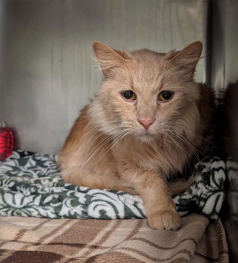 Enlarge Simba (Neutered) (Photos 3/19/2026), an adopted mixed breed in Marietta, OH image 3/4