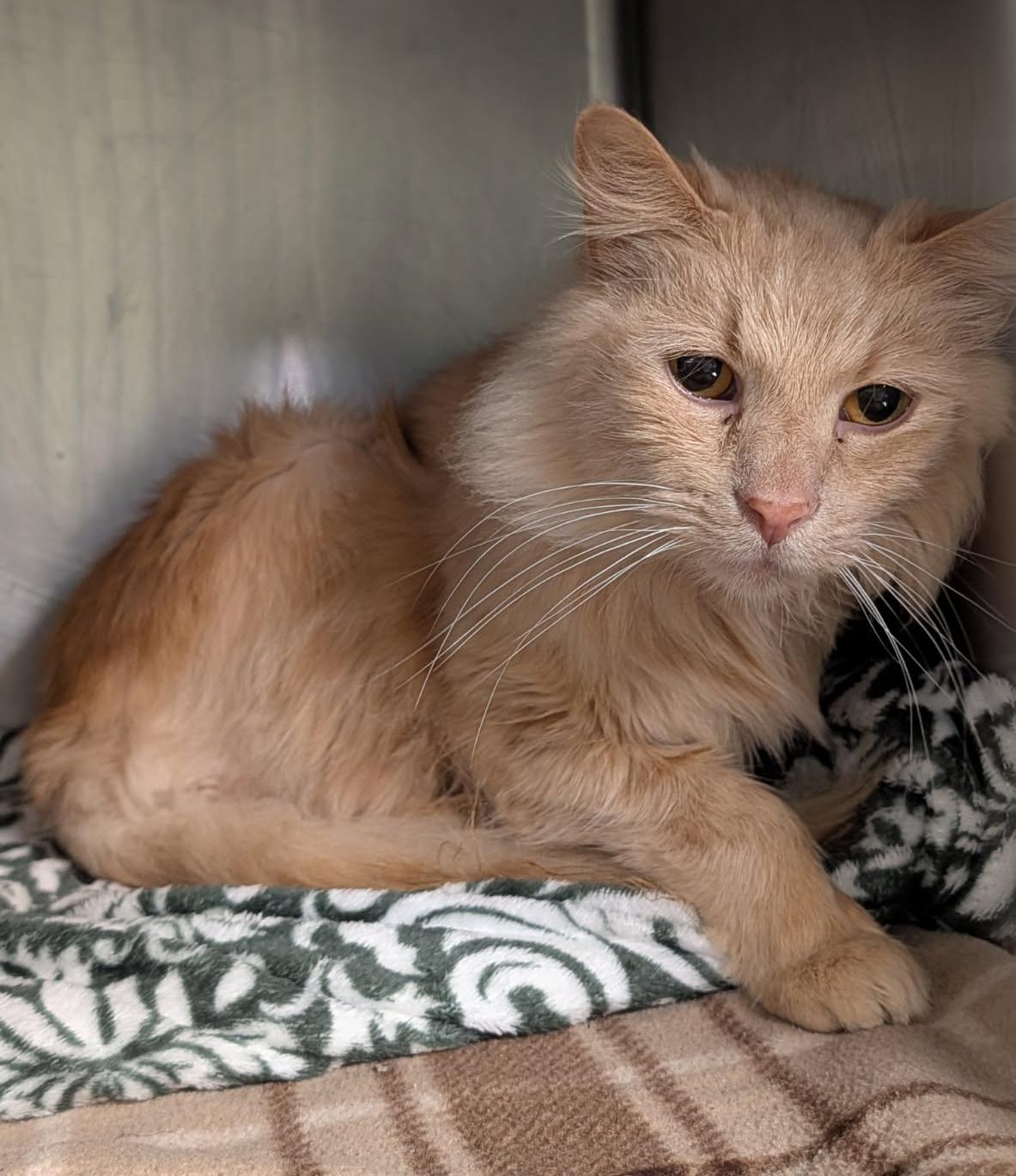 Enlarge Simba (Neutered) (Photos 3/19/2026), an adopted mixed breed in Marietta, OH image 2/4