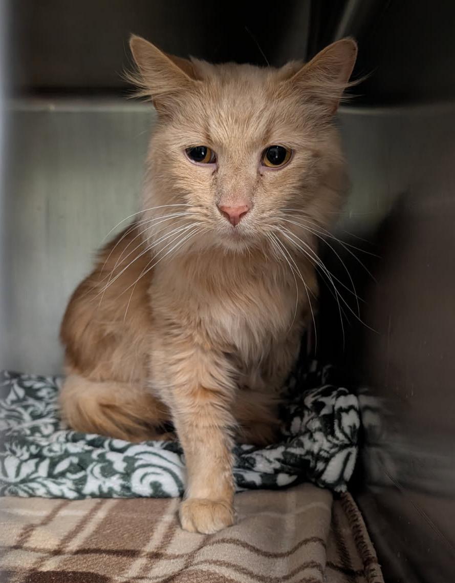 Enlarge Simba (Neutered) (Photos 3/19/2026), an adopted mixed breed in Marietta, OH image 4/4