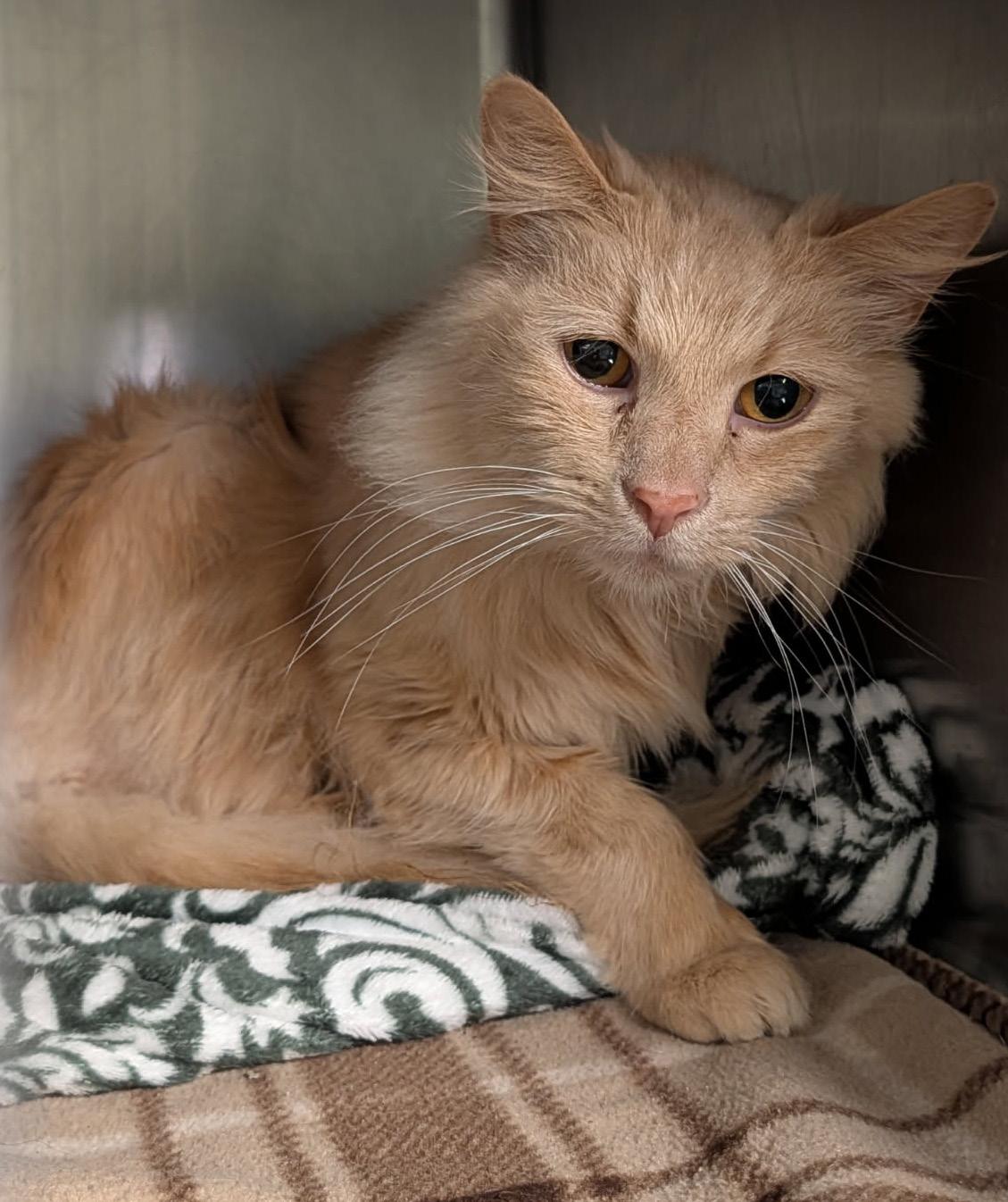 Enlarge Simba (Neutered) (Photos 3/19/2026), an adopted mixed breed in Marietta, OH image 1/4