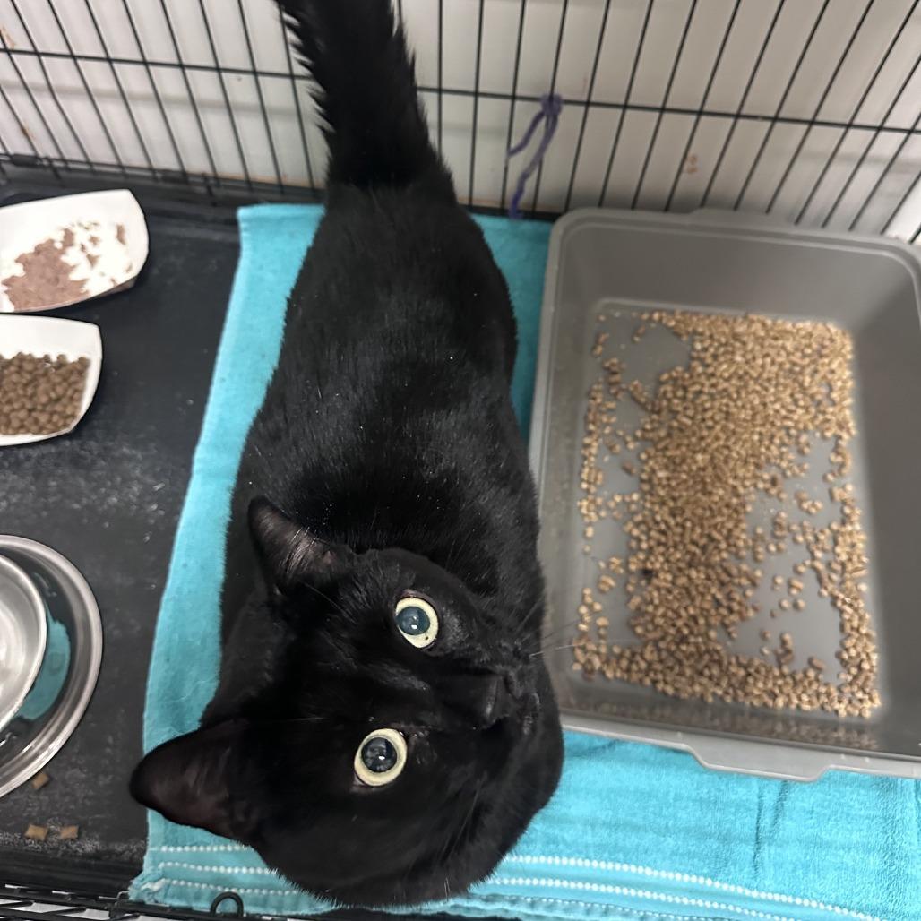 Tinkerbell, Adoptable, Adult Female Domestic Short Hair.