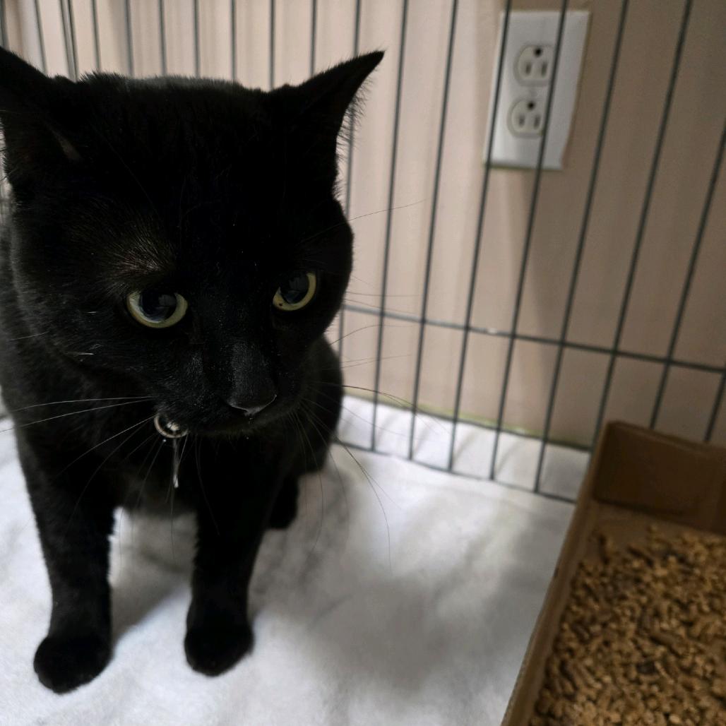 Enlarge Tinkerbell, a Adoptable Domestic Short Hair in Branson, MO image 2/5