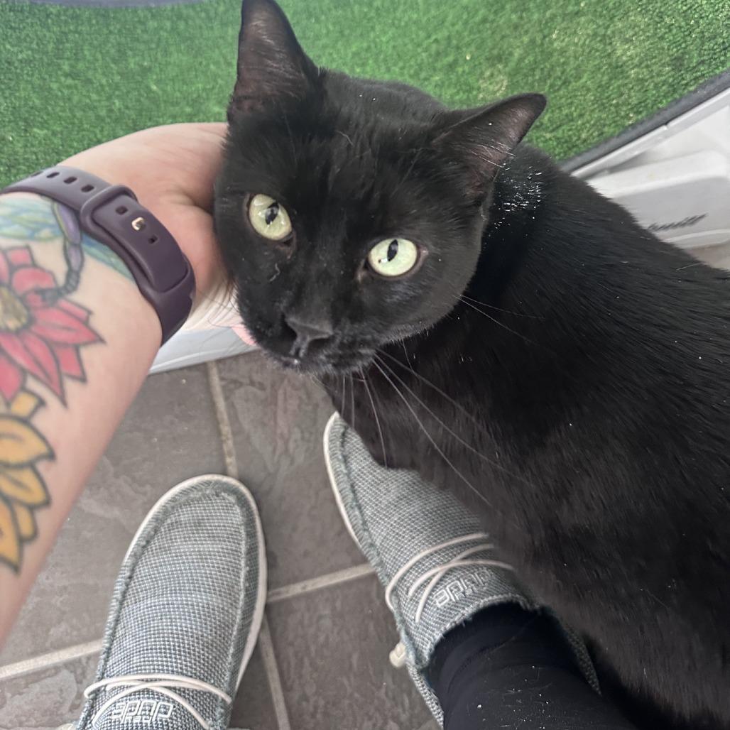 Enlarge Tinkerbell, a Adoptable Domestic Short Hair in Branson, MO image 5/5