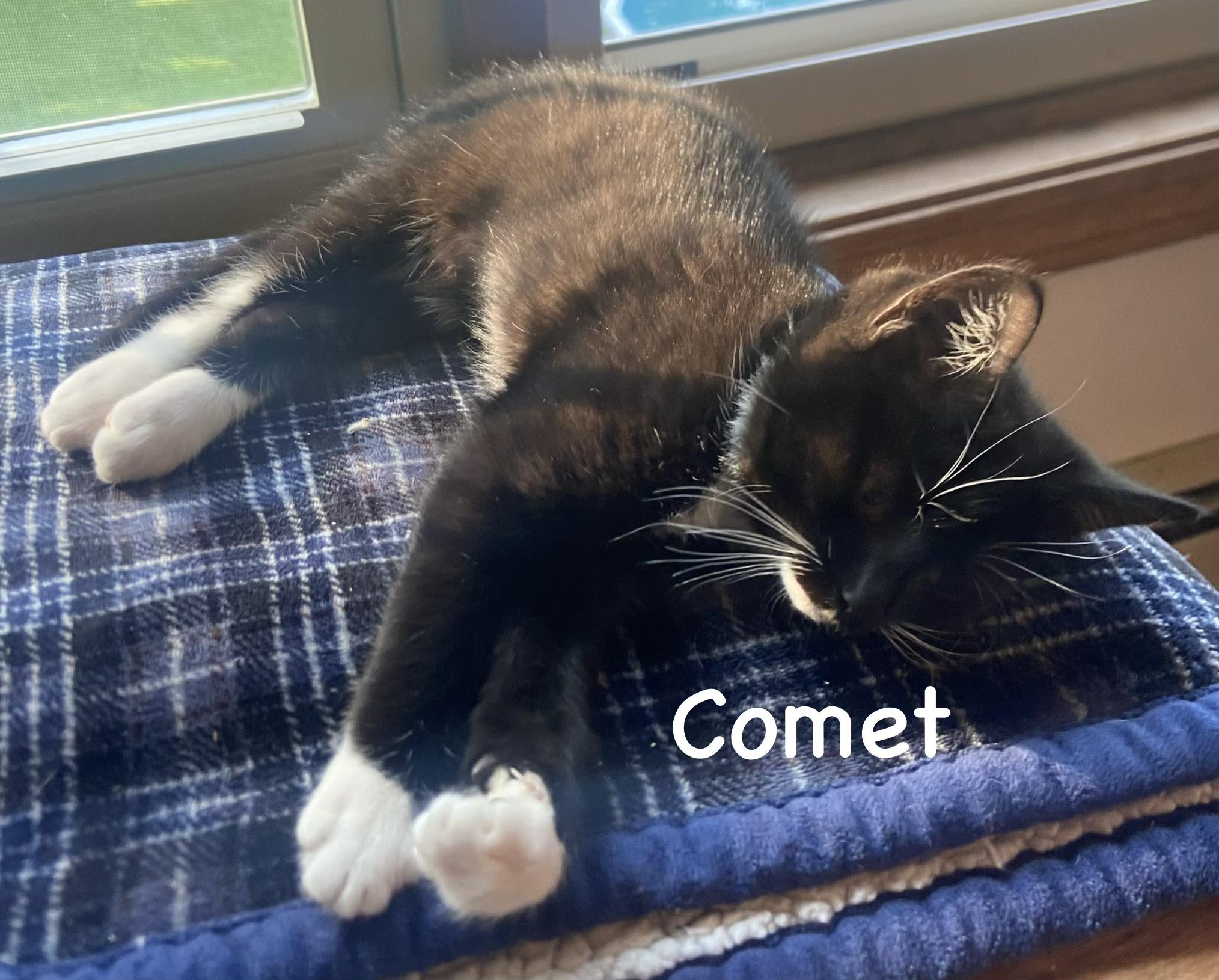 Comet, ADOPTABLE, Young Male Domestic Short Hair.