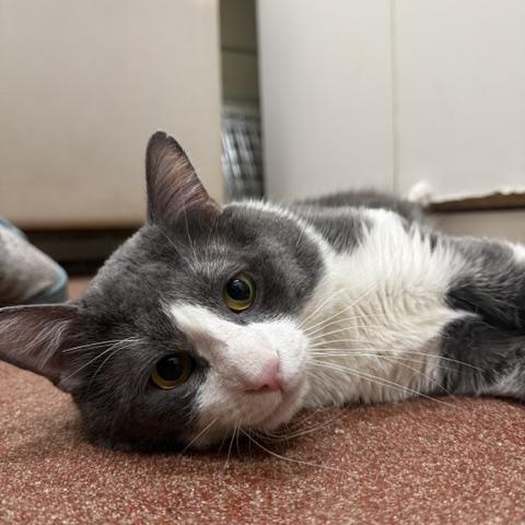 Count, ADOPTABLE, Adult Male Domestic Short Hair.