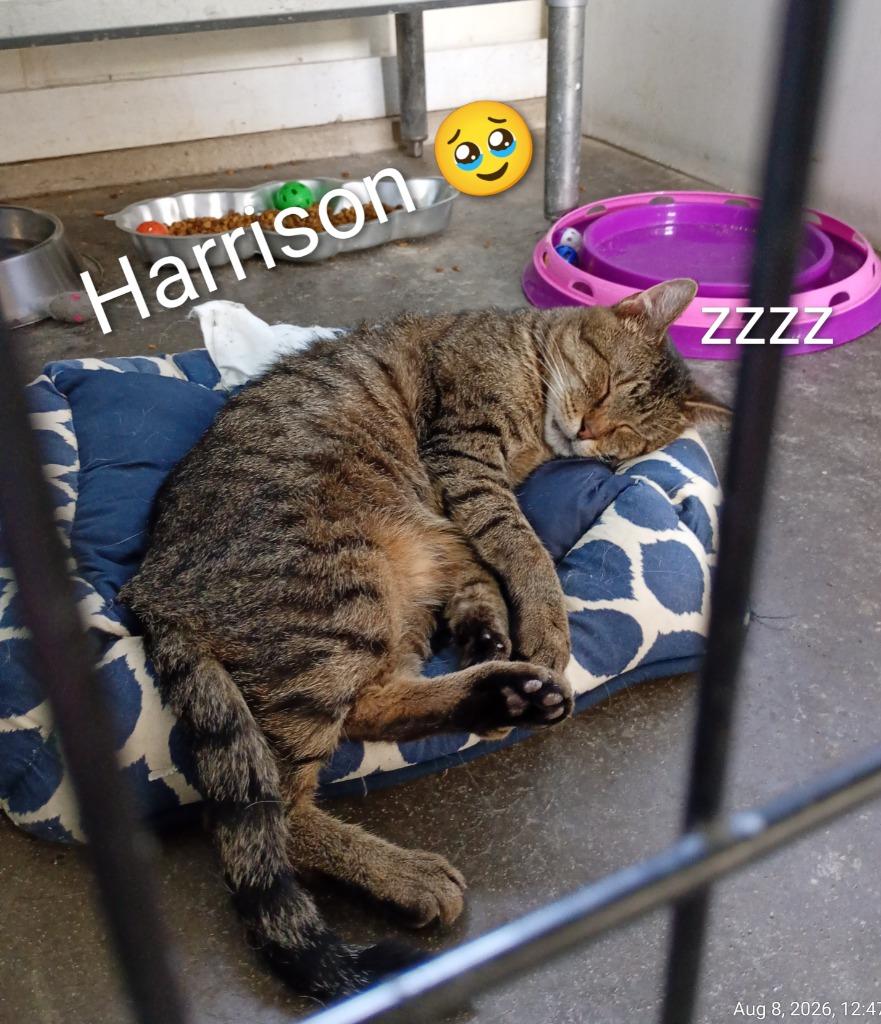 Harrison, Adoptable, Senior Male Domestic Short Hair.