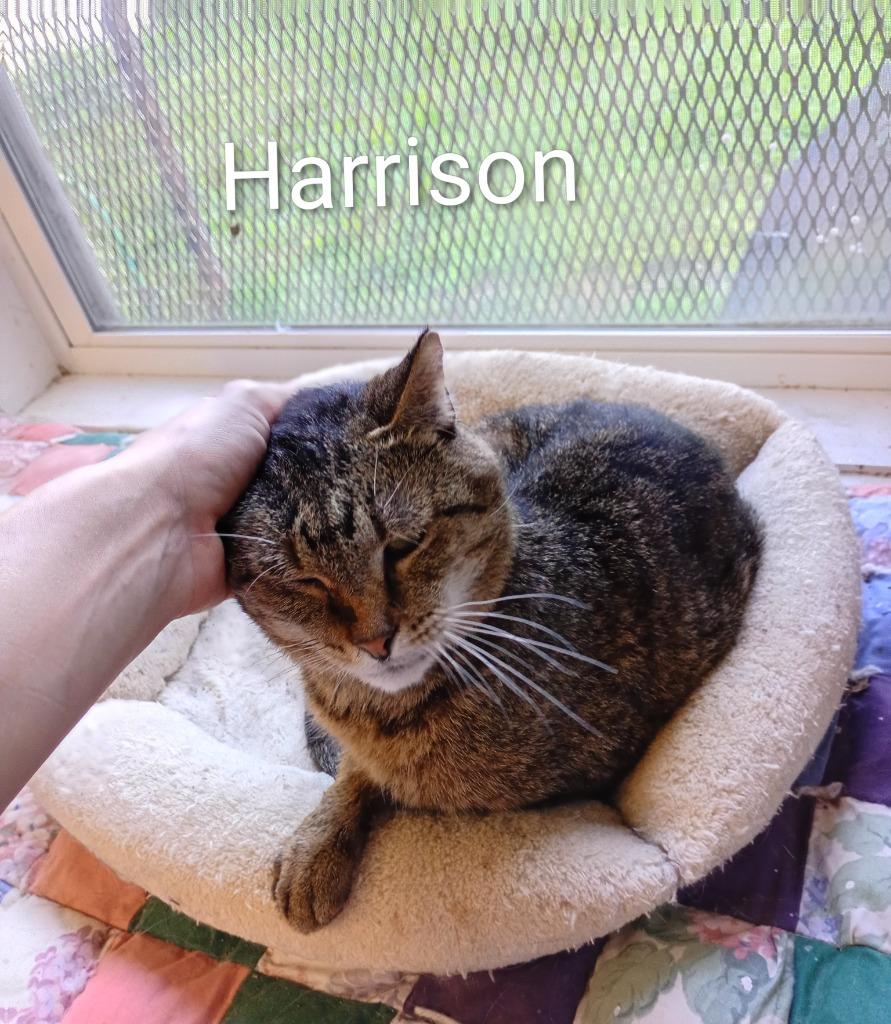 Enlarge Harrison, a Adoptable mixed breed in Saint James, MN image 2/4