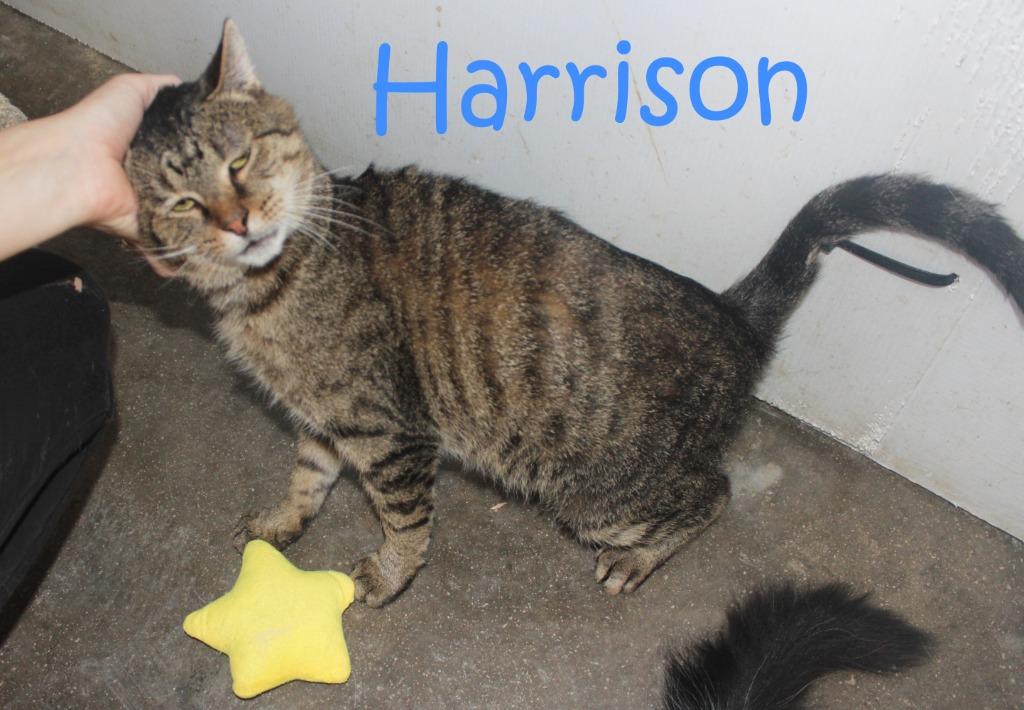 Enlarge Harrison (Fee Sponsored), a Adoptable mixed breed in Saint James, MN image 3/5
