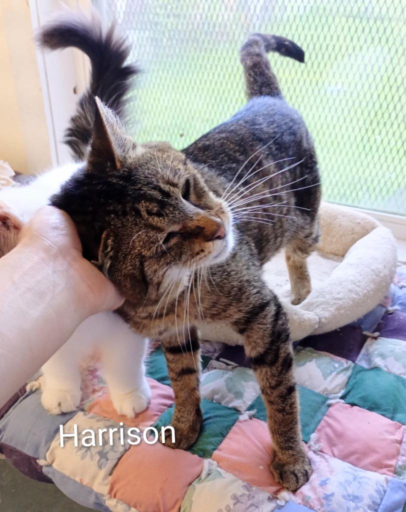 Enlarge Harrison, a Adoptable mixed breed in Saint James, MN image 3/4