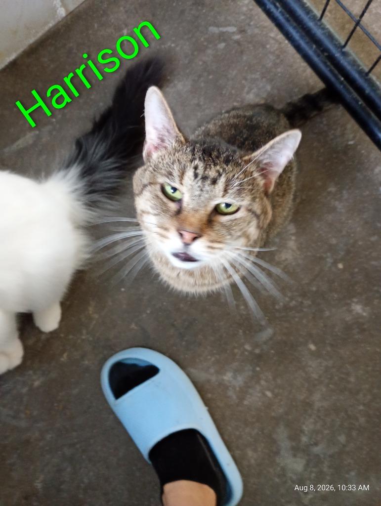 Enlarge Harrison, a Adoptable mixed breed in Saint James, MN image 4/4