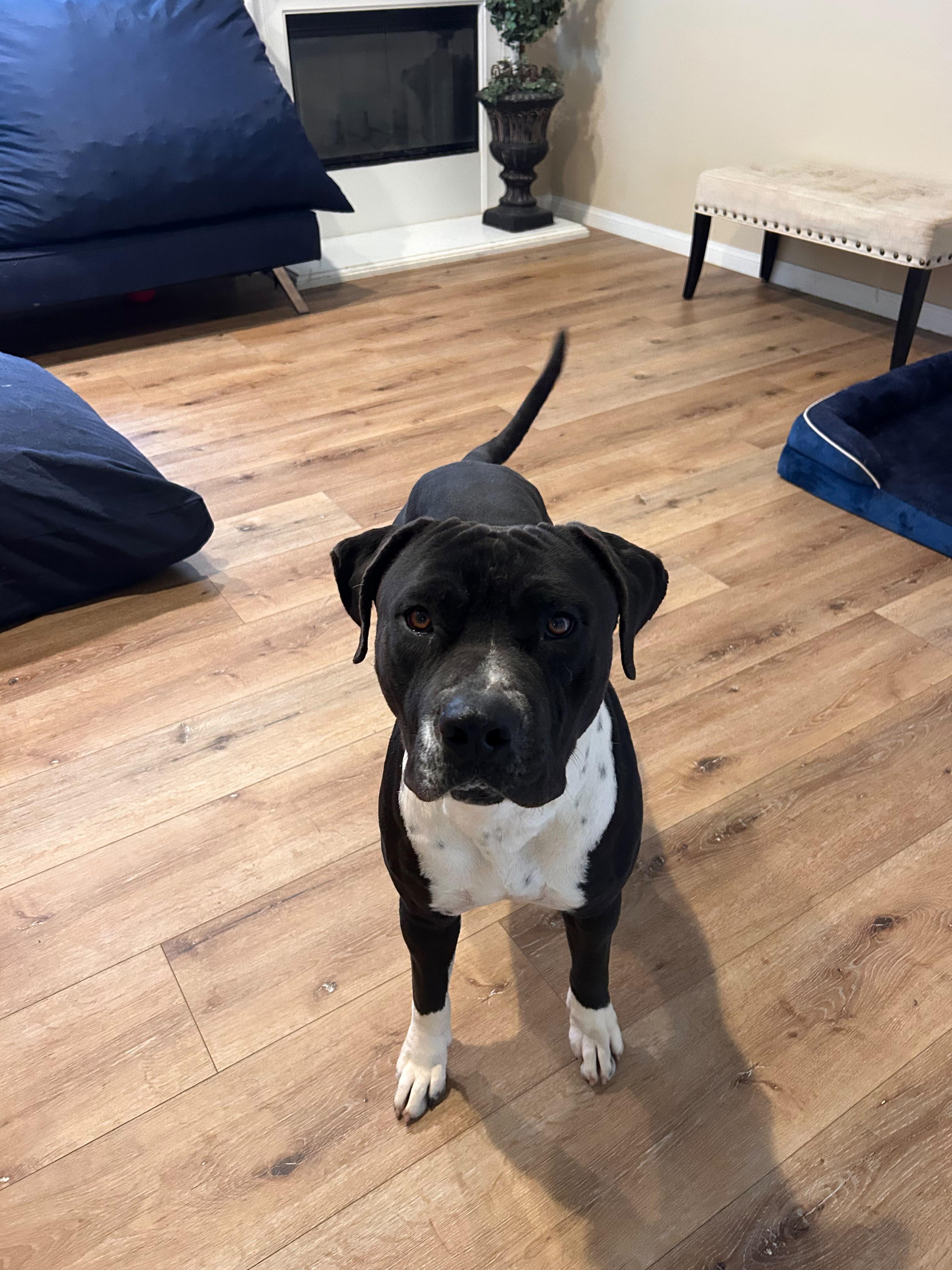 Enlarge Leo, a Adoptable mixed breed in Inglewood, CA image 1/6