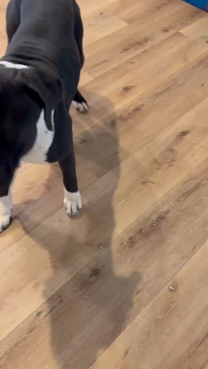 Enlarge Leo, a Adoptable mixed breed in Inglewood, CA video 2/6