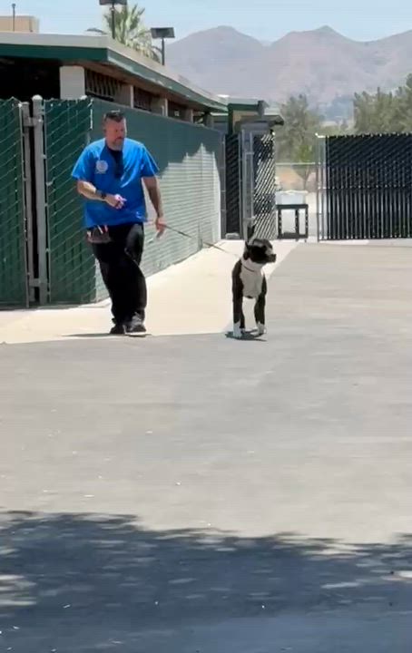 Enlarge Leo, a Adoptable mixed breed in Inglewood, CA video 5/6