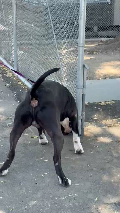Enlarge Leo, a Adoptable mixed breed in Inglewood, CA video 3/6