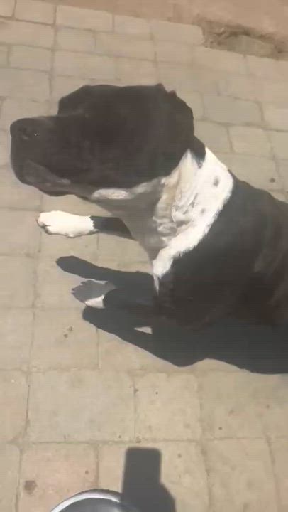 Enlarge Leo, a Adoptable mixed breed in Inglewood, CA video 4/6