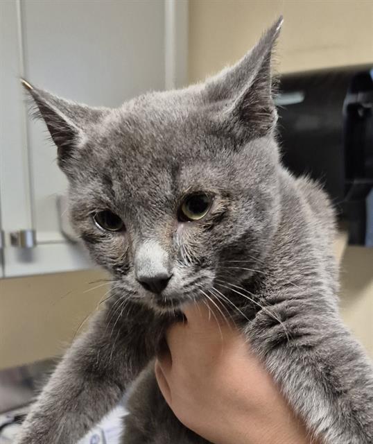 WESTLEY, Adoptable, Kitten Male Domestic Short Hair.