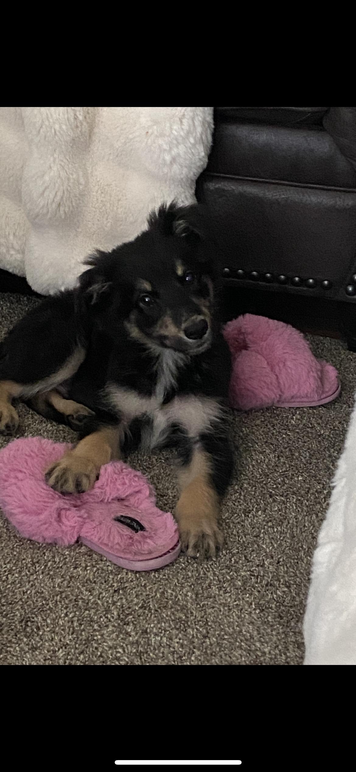 Charlie, Adopted, Young Male Australian Shepherd & Collie.