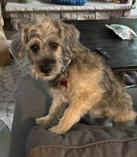 Noodle Mac, Adopted, Puppy Male Terrier.