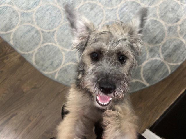 Enlarge Noodle Mac, a Adopted Terrier in Alpharetta, GA image 2/3