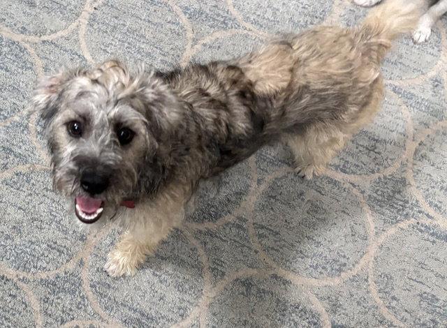 Enlarge Noodle Mac, a Adopted Terrier in Alpharetta, GA image 3/3