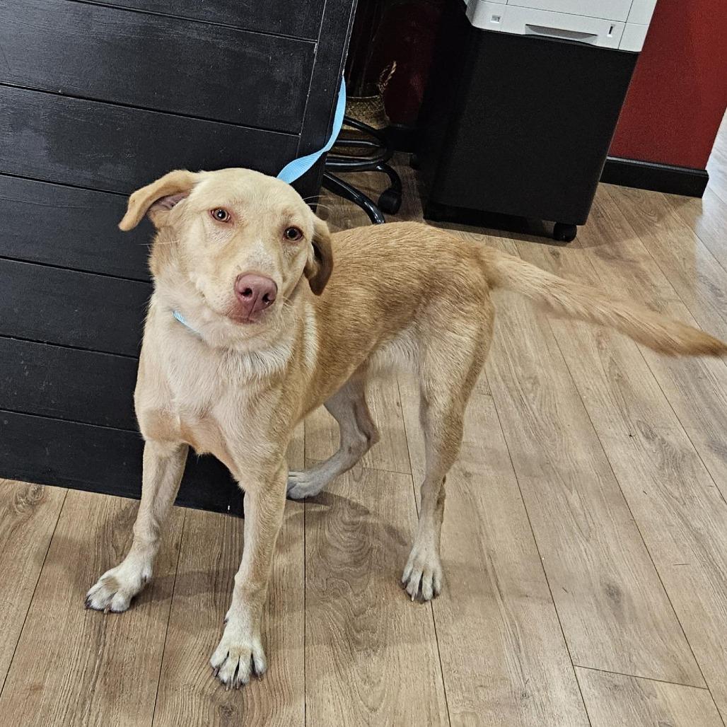Enlarge Goldilocks, a Adoptable Yellow Labrador Retriever in Livingston, TX image 1/1