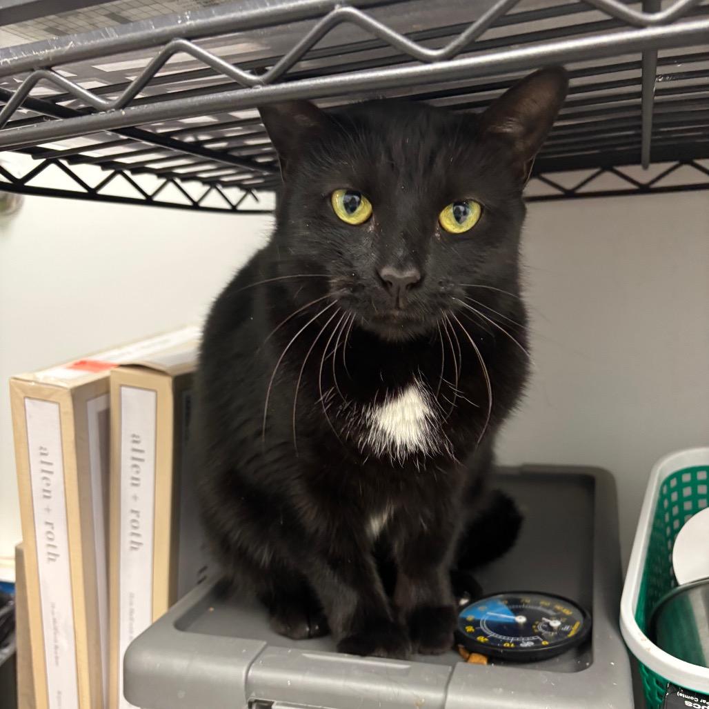 Enlarge Sayonara, a Adoptable Domestic Short Hair in Evansville, IN image 1/3