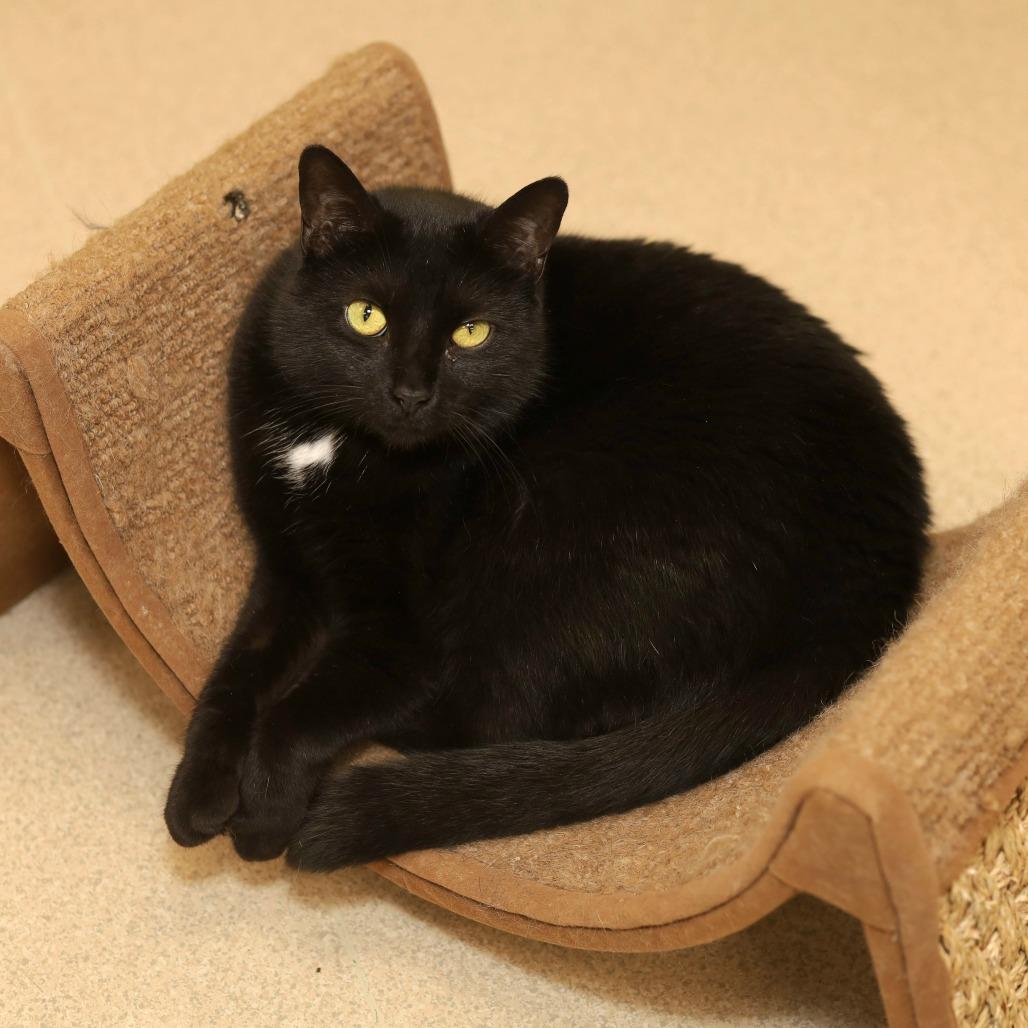 Sayonara, a Adoptable Domestic Short Hair in Evansville, IN image 2/5
